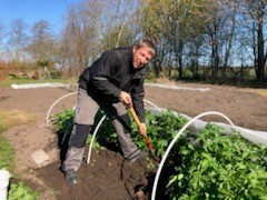 Jan Østergaard graver kartofler op